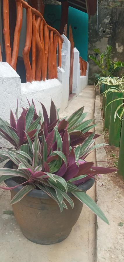 Induwara Guest Hotel Ella Ngoại thất bức ảnh